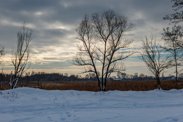 Rural winter landscape. Snow covered trees on the edge of the farm field against grey sky with dramatic clouds at winter day
