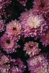 Obraz na płótnie Canvas Blumen violett #1