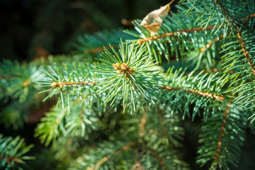 Branches of fir trees growing in forest.