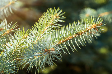 Branches of fir trees growing in forest.
