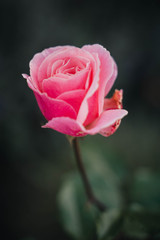 Rose rosa #2