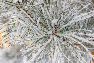 Front view of pine branch in snow crystals close-up. Winter nature landscape