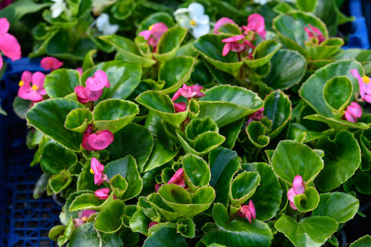 Top view of pink begonia flowers with fresh green leaves, vivid floral background