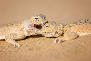 The Close up of secret toadhead agamas