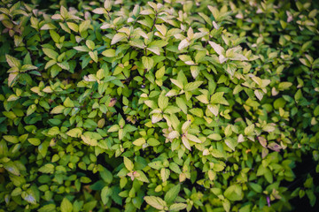 Obraz premium Grüne Pflanze #22