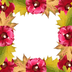 Beautiful autumn background of maple leaves and mallow. Isolated