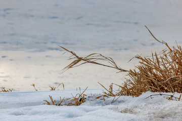 Brown stems of dry plants in snow on the riverside in winter day. Nature landscape in winter