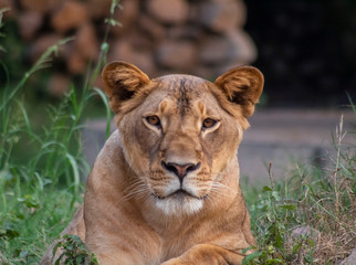portrait of a lioness in jungle 