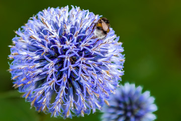 oset pszczoła kwiaty granat - obrazy, fototapety, plakaty