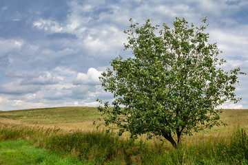 drzewo pole lato wieś - obrazy, fototapety, plakaty