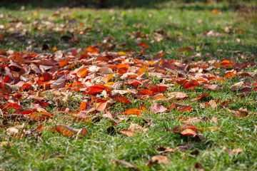 Fallen autumn leaves on grass in sunny morning light, toned photo.