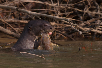 Otter with Fish