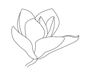 Vector drawing of blooming magnolia, contour realistic image of a spring flower. Vector EPS 10