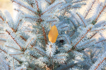 Autumn spruce branches with yellow fallen leaves.