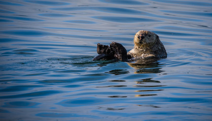 Sea Otter floating on its back in the cold Alaska waters of the Inside Passage