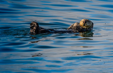 Sea Otter floating on its back in the cold Alaska waters of the Inside Passage