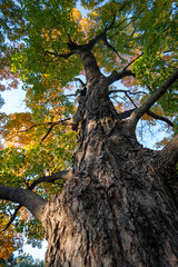 Naklejka premium Fall leaves