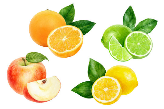 Apple orange lemon lime set composition watercolor isolated on white background
