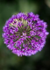 lila Agapendus Blume