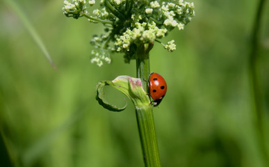 Obraz na płótnie Canvas ladybug on green leaf