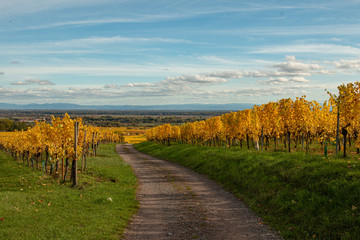 Naklejka premium Vignoble