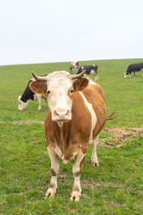 Naklejka na ściany i meble cows grazing in the meadow