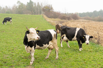 cows grazing in the meadow