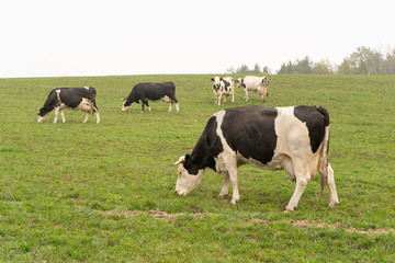 cows grazing in the meadow