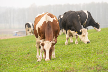 Fototapeta na wymiar cows grazing in the meadow