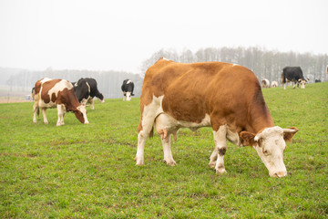 Fototapeta na wymiar cows grazing in the meadow