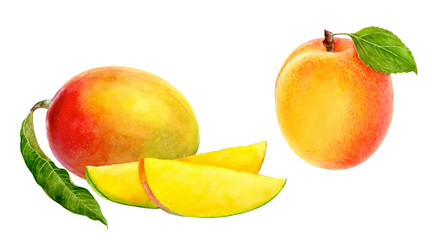 Apricot mango set composition watercolor isolated on white background