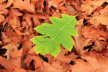 Blätter im Herbst