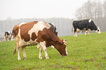 Naklejka na ściany i meble cows grazing in the meadow