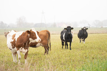 cows grazing in the meadow