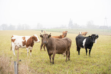 cows grazing in the meadow