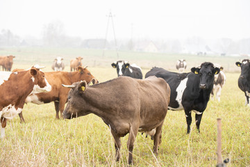 cows grazing in the meadow