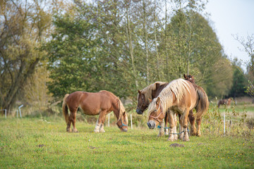 Obraz na płótnie Canvas horses in the meadow