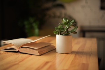 A pot of concrete. Flower in a concrete pot on a wooden table in a cafe. Flower and open book on...