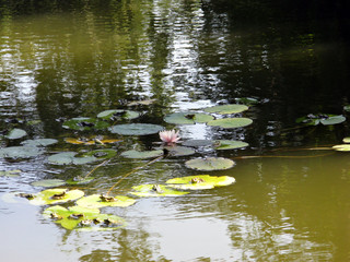 Pond