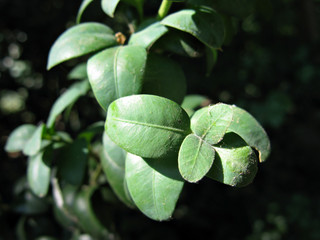 Leaves