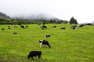 Black and white cows in a grassy field 