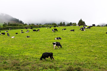 Black and white cows in a grassy field 