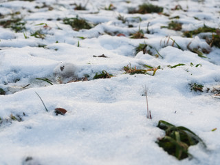 Yellowed Grass, covered by the first snow