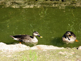 Duck