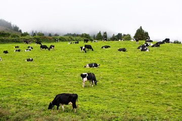 Fototapeta premium Black and white cows in a grassy field 