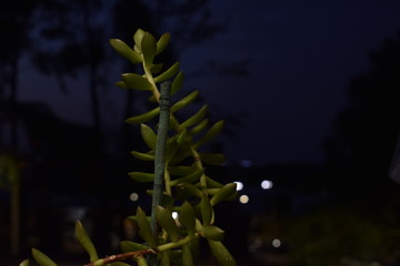Planta suculenta com fundo noturno
