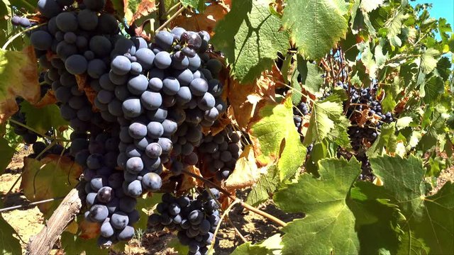 Grappes de raisins dans un vignoble