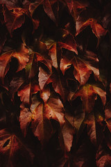 Natur Herbst Texture Hintergrund  mit Blättern