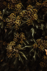 Natur Herbst Texture Hintergrund 