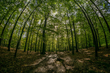 Fototapeta premium path in the forest